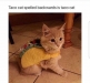 funny image